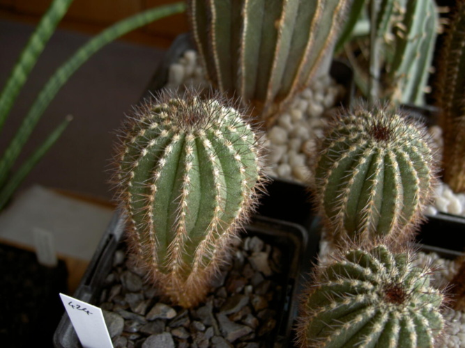 Picture of plant
